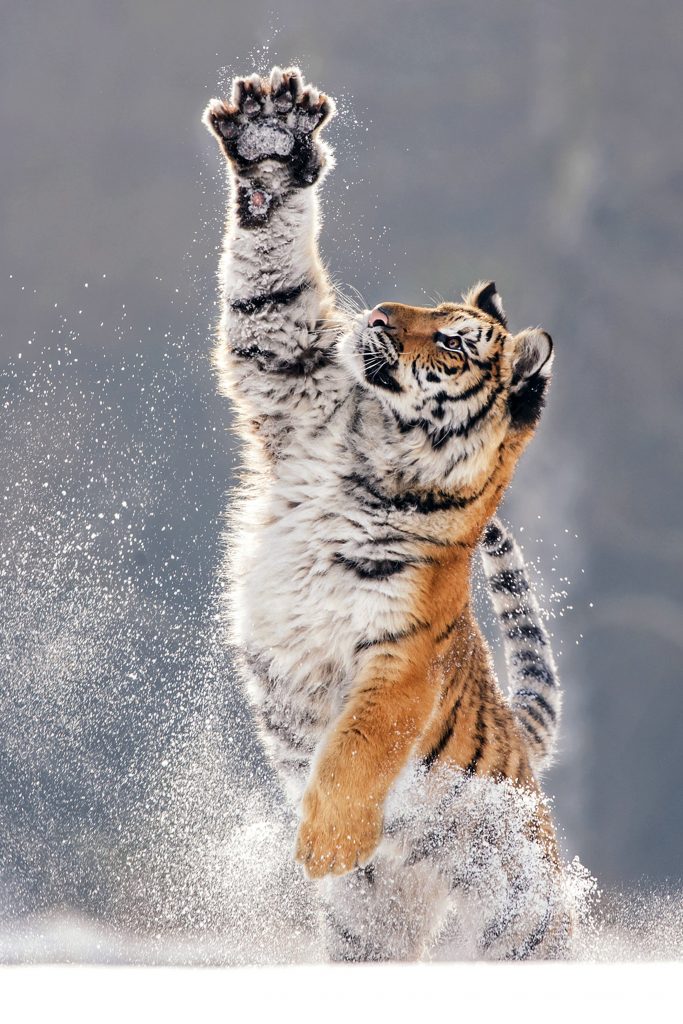 The Tiger And The Snow Torrent