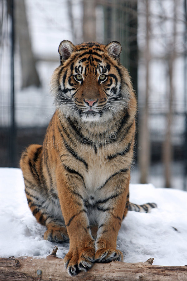 The Tiger And The Snow Torrent
